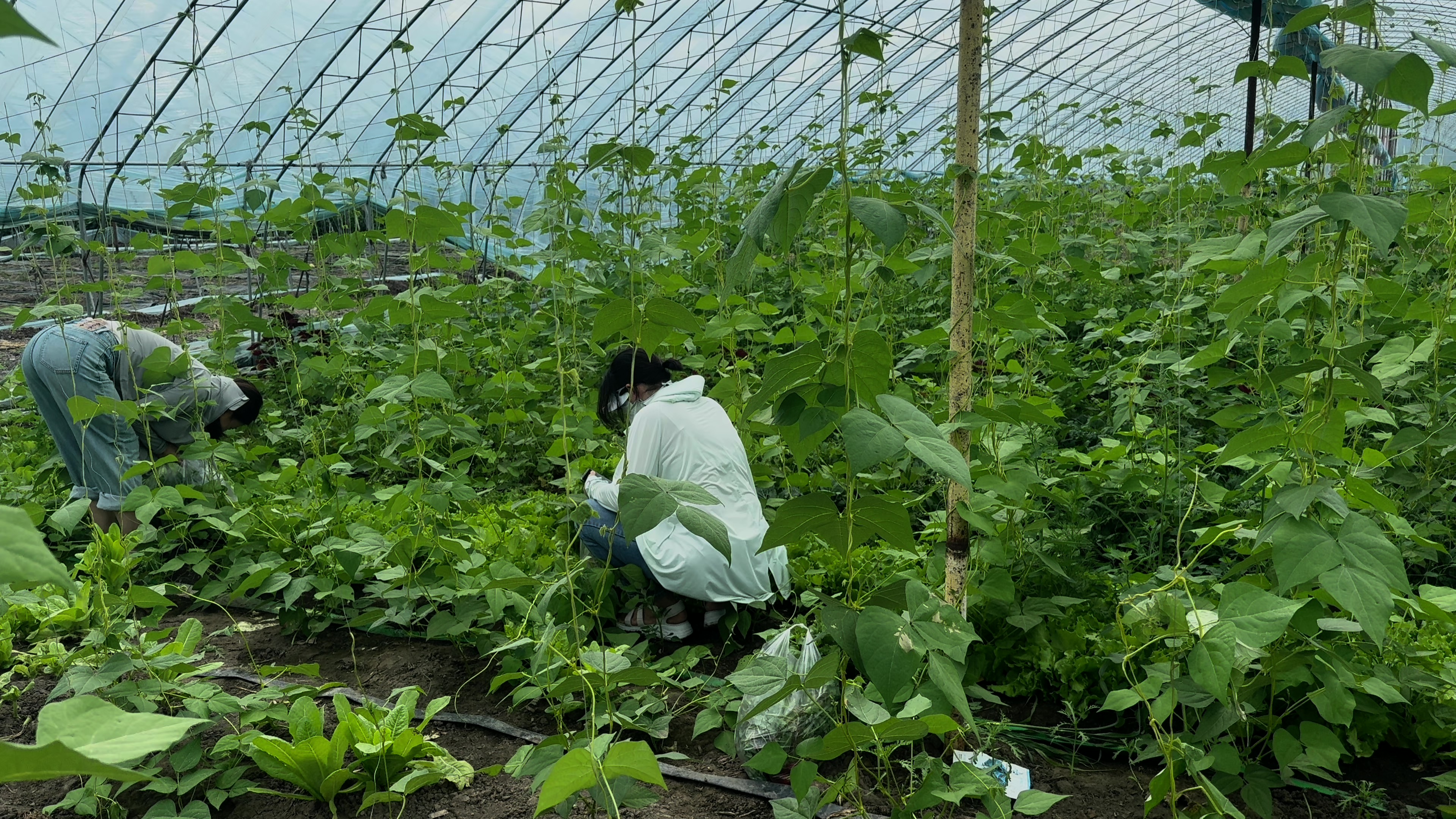 业主采摘烧烤活动圆满举行(图1)